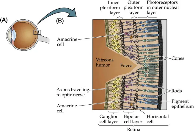 Retinal neural network layers and cell types