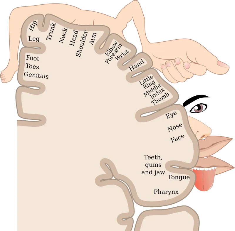 Sensory Homunculus Diagram
