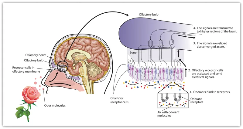 Olfactory Anatomy and Transduction