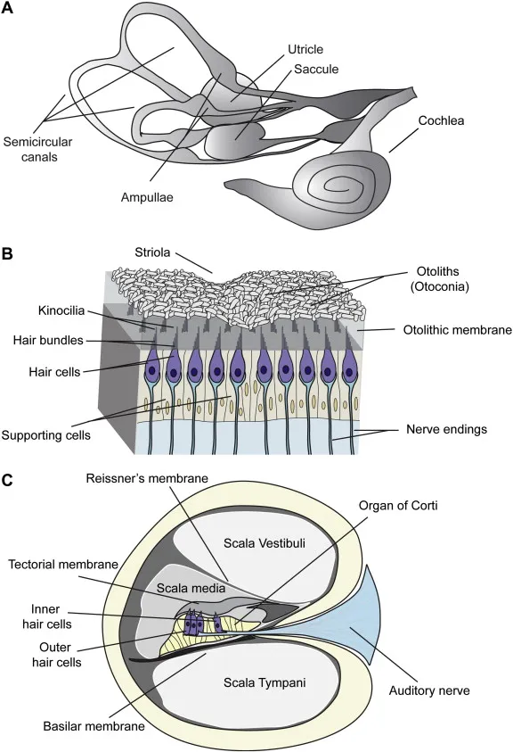 Vestibular System Anatomy and Hair Cell Transduction
