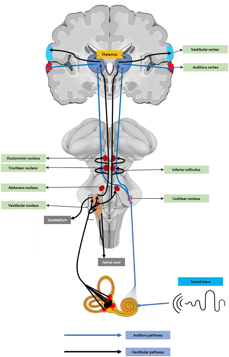 Vestibular and auditory neural pathways