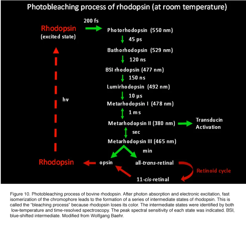 Rhodopsin Photobleaching and Retinoid Cycle
