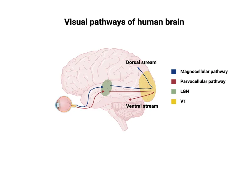 Dorsal and Ventral Visual Pathways