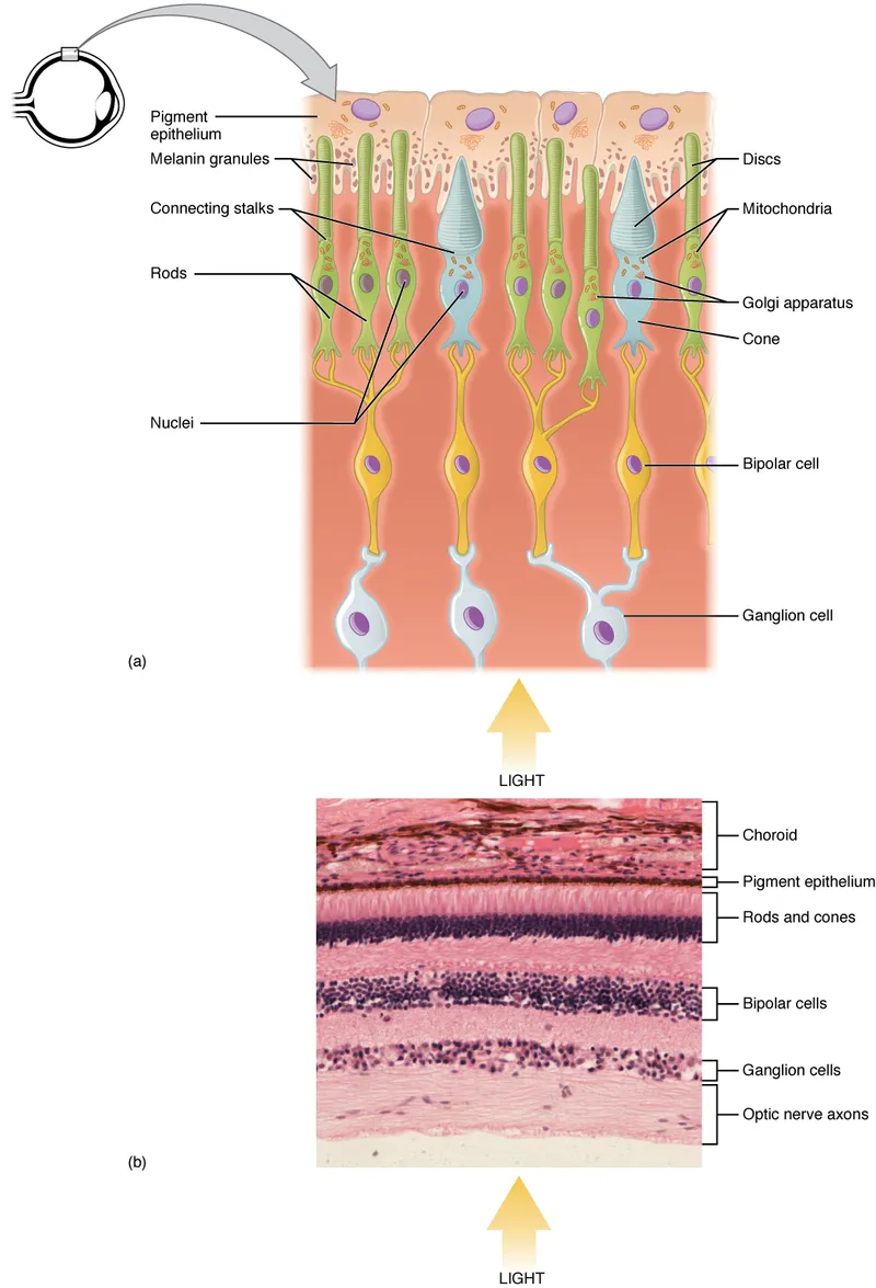 Retinal layers and light path diagram