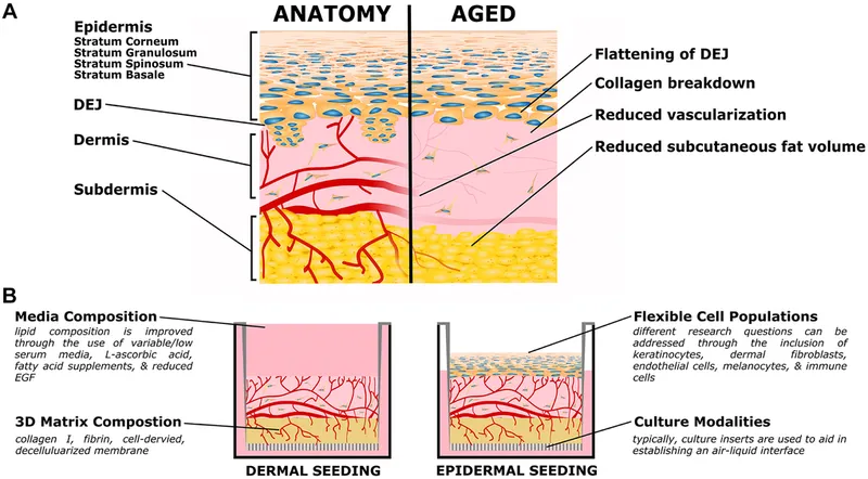 Aged vs. Normal Skin Cross-Section