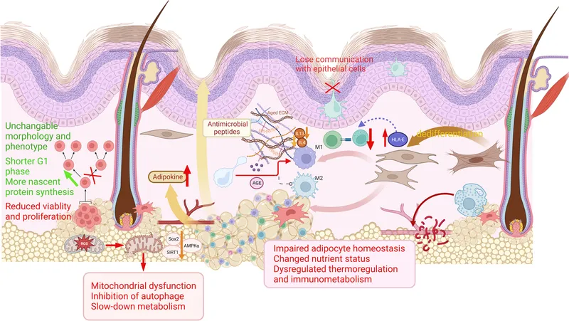 Age-related changes in skin and adipose tissue