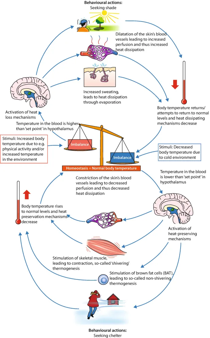Behavioral and physiological thermoregulation feedback loop