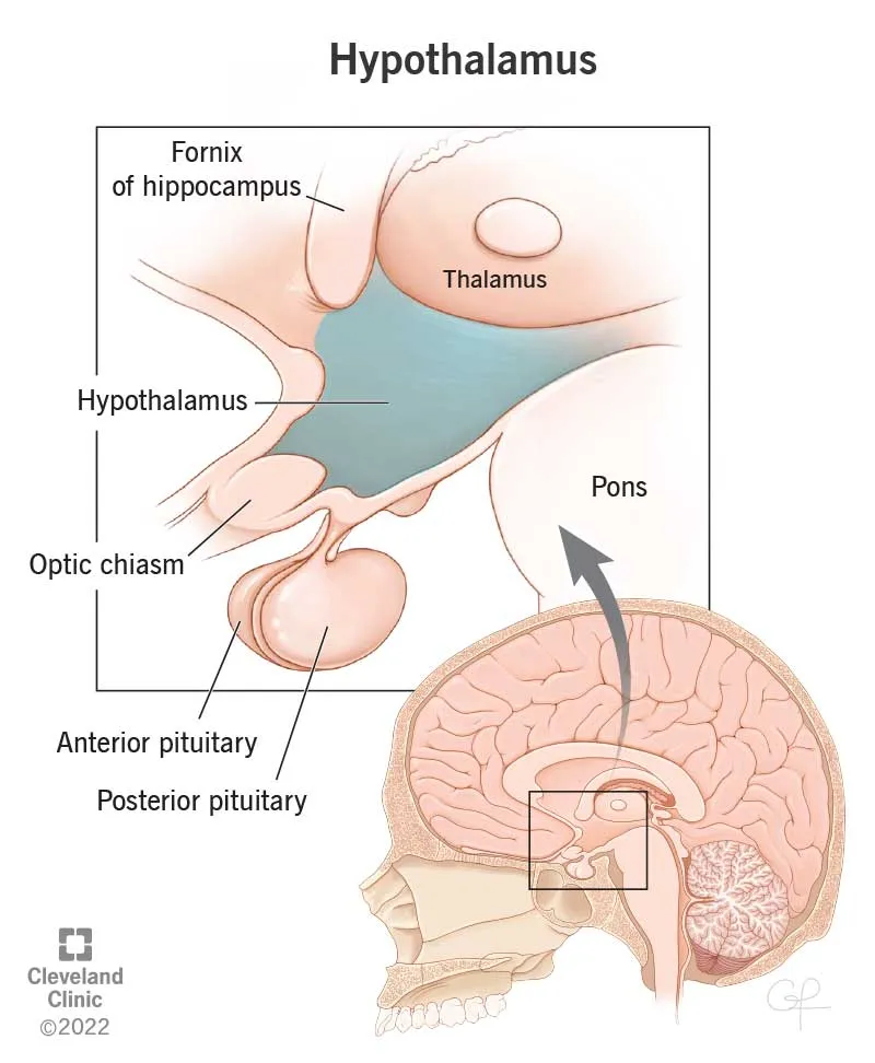 Hypothalamus and surrounding brain structures