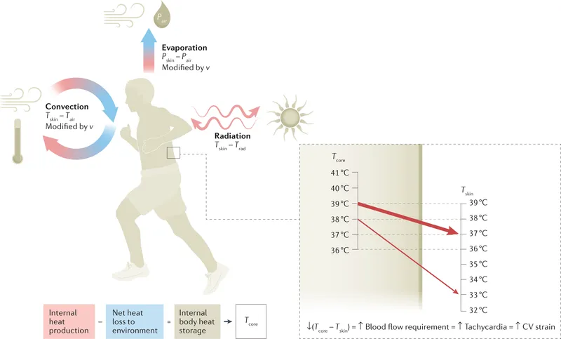 Heat exchange mechanisms and core/skin temperature changes