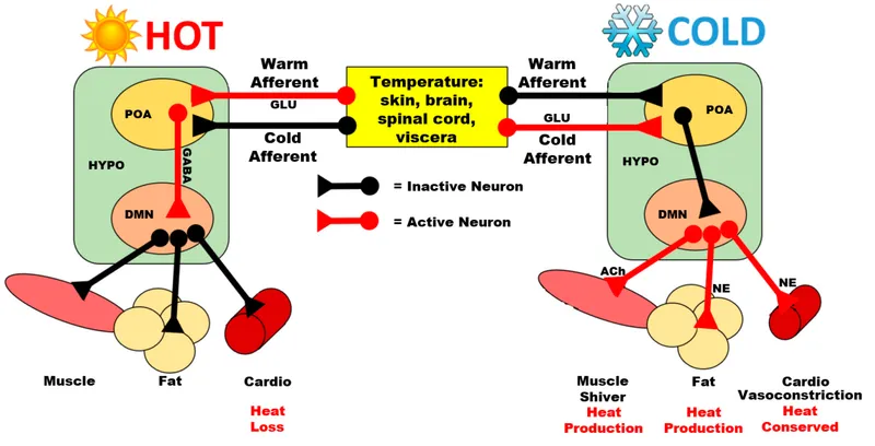 Thermoregulation: Hot vs. Cold Stress Response Pathways
