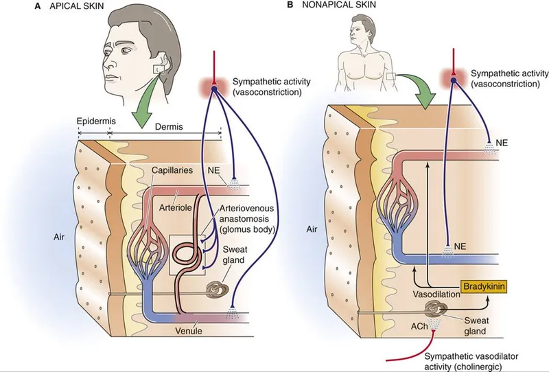 Cutaneous Vasodilation and Arteriovenous Anastomoses