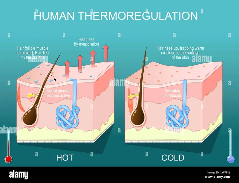 Human thermoregulation: hot vs. cold conditions