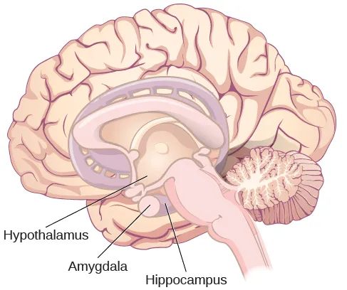 Brain regions involved in thermoregulation