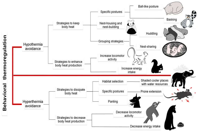 Behavioral thermoregulation strategies in animals