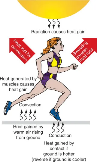 Heat gain and loss during exercise
