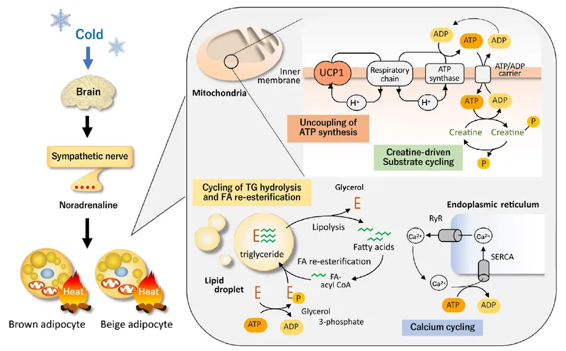 Brown and beige adipose tissue thermogenesis