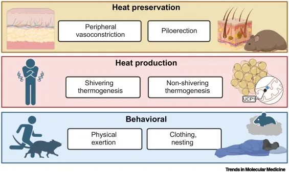 Physiological and behavioral responses to cold