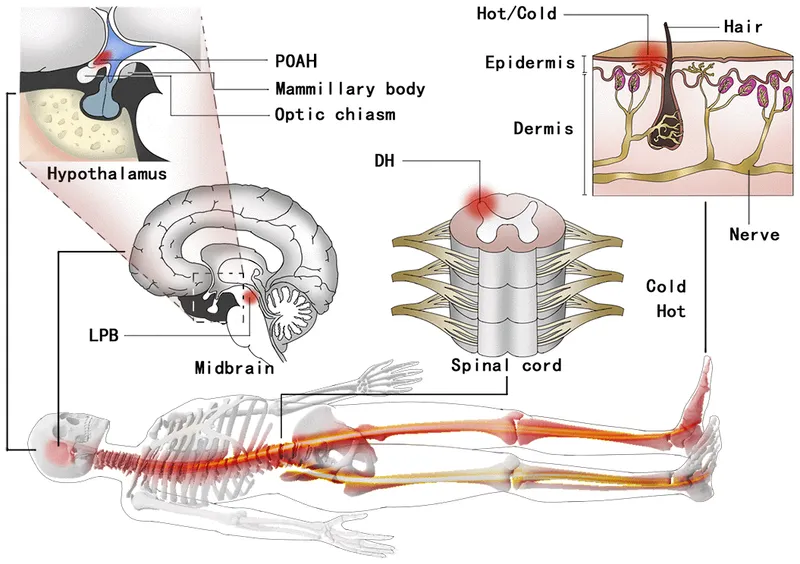 Hypothalamic Thermoregulation Pathway