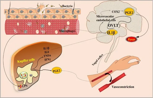 Pathogenesis of fever
