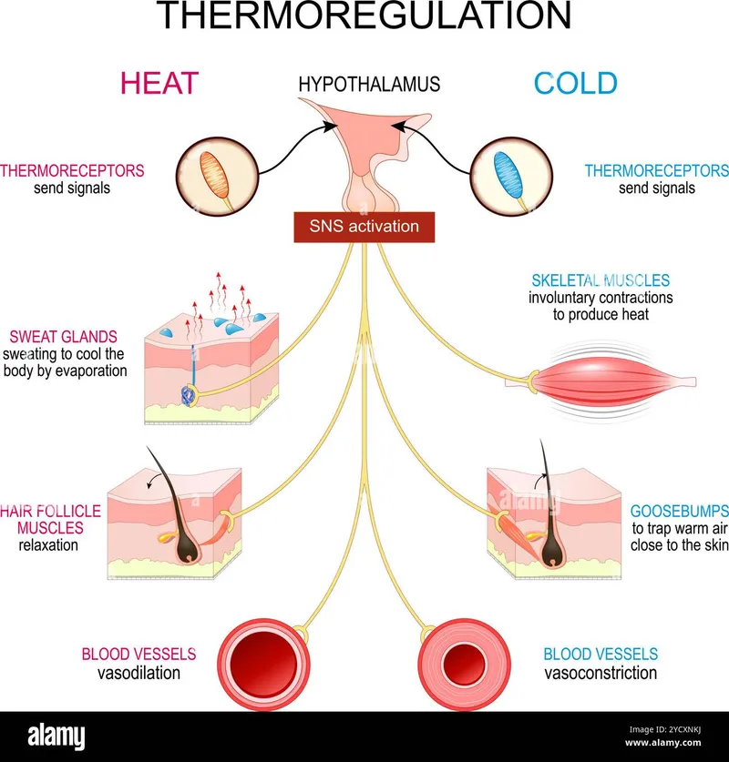 Hypothalamic Thermoregulation: Heat vs. Cold Response