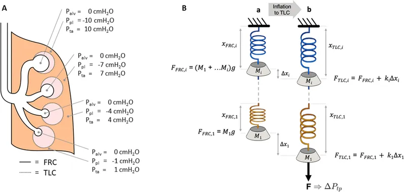 Gravity effects on intrapleural pressure and ventilation