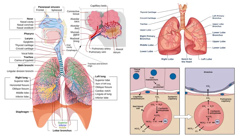 Respiratory system anatomy and gas exchange