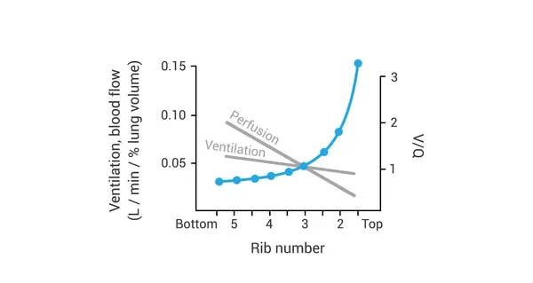 V/Q ratio, ventilation, and perfusion vs. lung height
