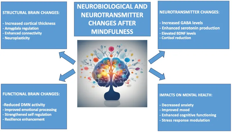 Neurobiological Changes After Mindfulness