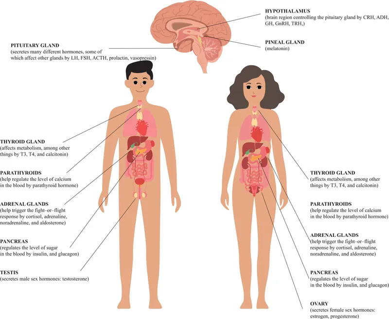 Endocrine Glands and Organs Related to Anxiety Symptoms