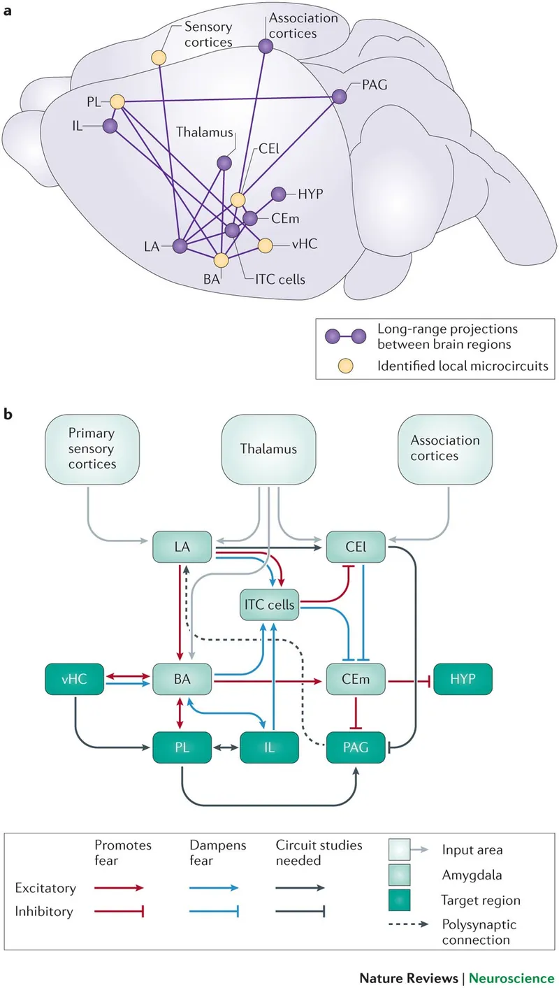 Amygdala fear circuit diagram
