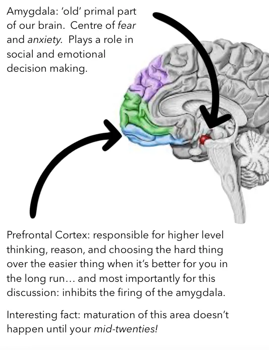 Amygdala and Prefrontal Cortex in Anxiety
