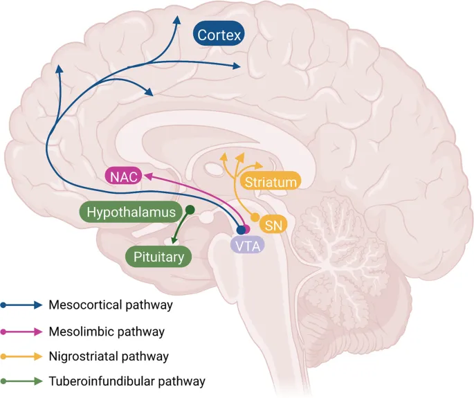 Dopamine pathways: mesocortical, mesolimbic, nigrostriatal
