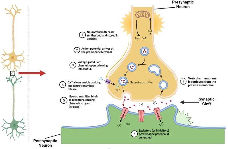 Synaptic Transmission Process