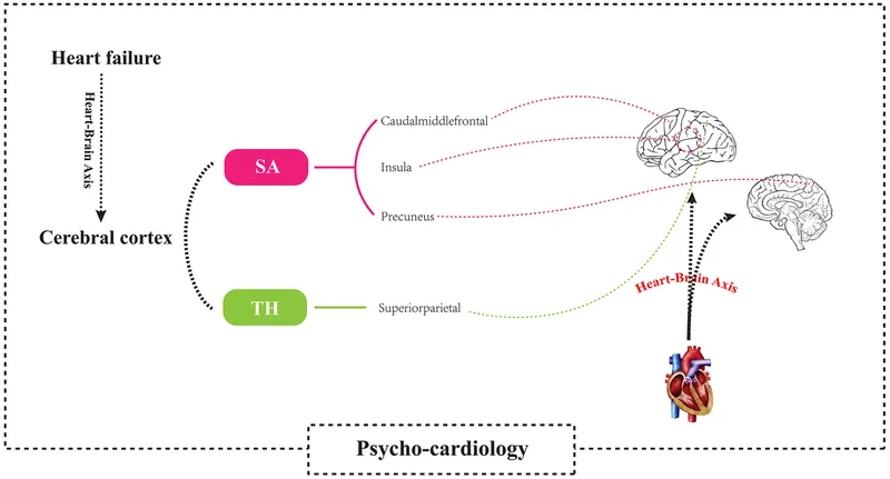 Brain-Heart Axis in Psychocardiology