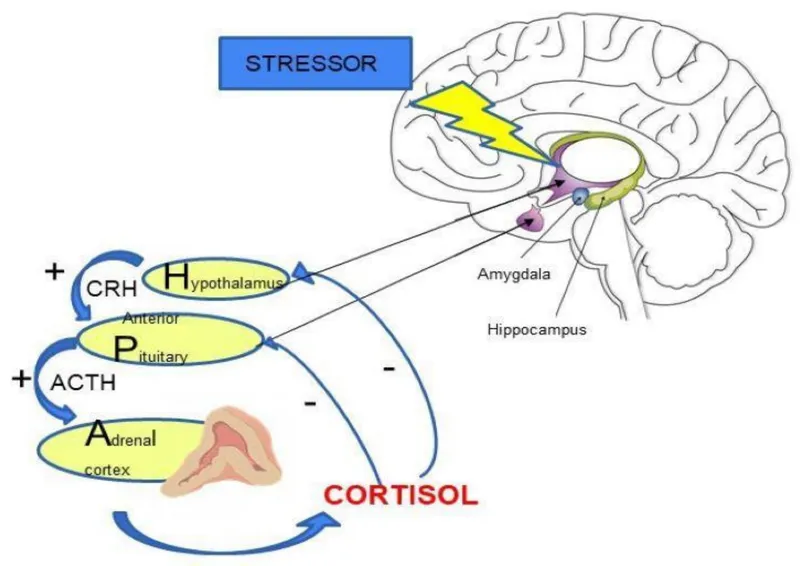 HPA Axis and Stress Response in Depression