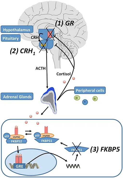 HPA Axis Dysfunction in Melancholic Depression