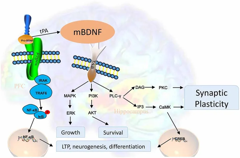 BDNF signaling pathways in depression