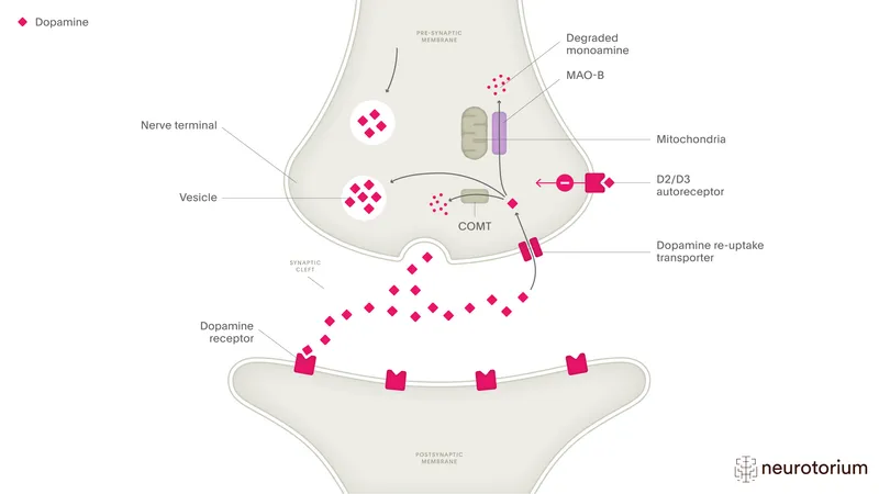 Dopamine Synapse: Reuptake and Degradation