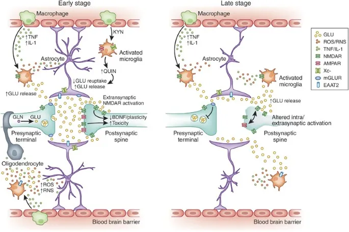 Neuroinflammation in depression: early vs. late stages