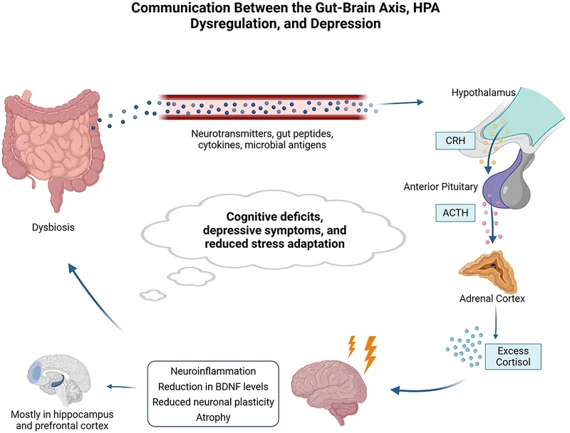 Gut-Brain Axis, HPA Dysregulation, and Depression