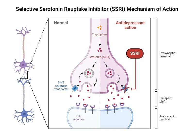 SSRI Mechanism of Action in Synaptic Cleft