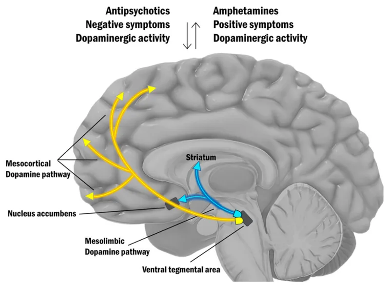 Dopamine pathways in psychosis and effects of drugs