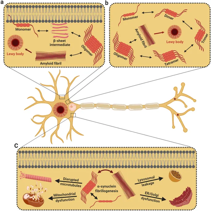 Alpha-synuclein aggregation and Lewy body formation