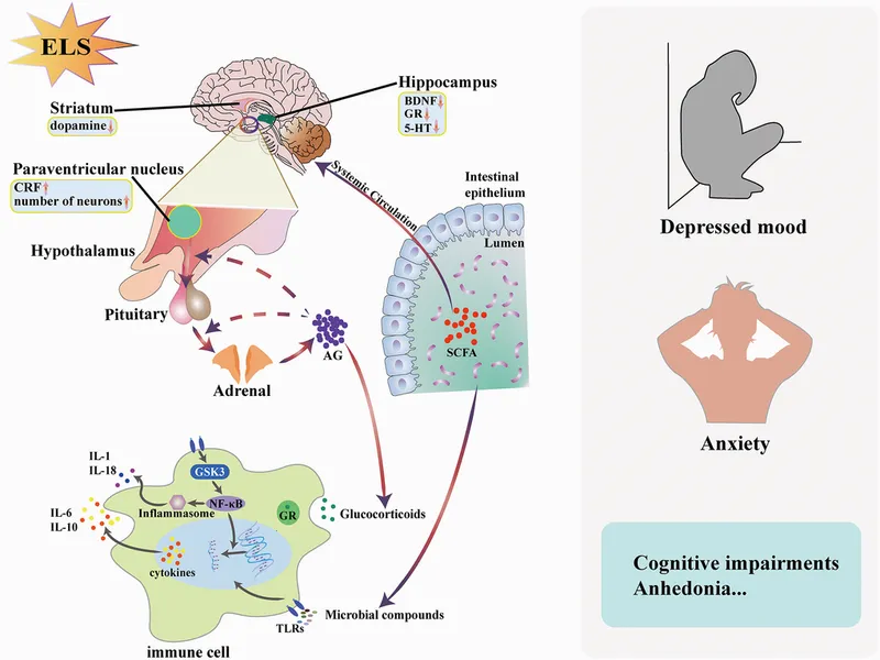 HPA axis, inflammation, and gut-brain axis in depression