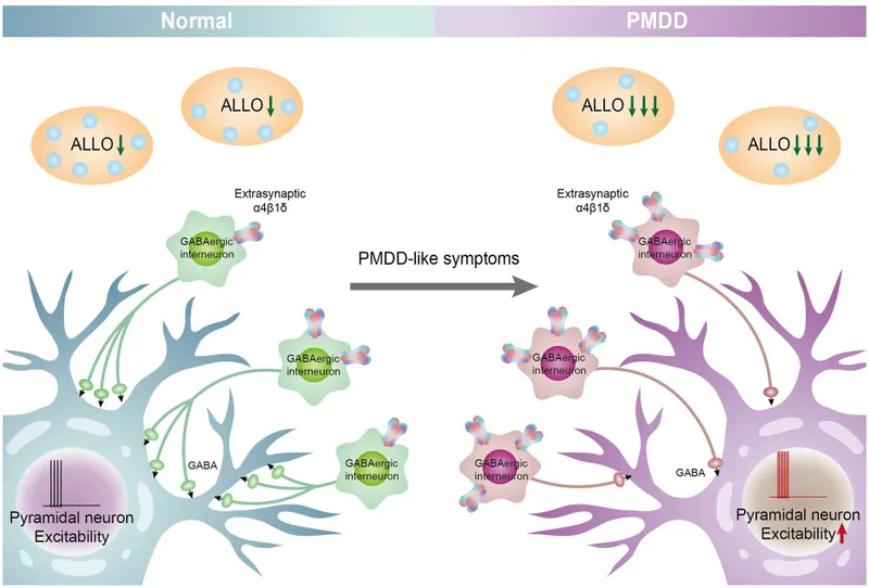 Allopregnanolone and GABA-A receptor in PMDD