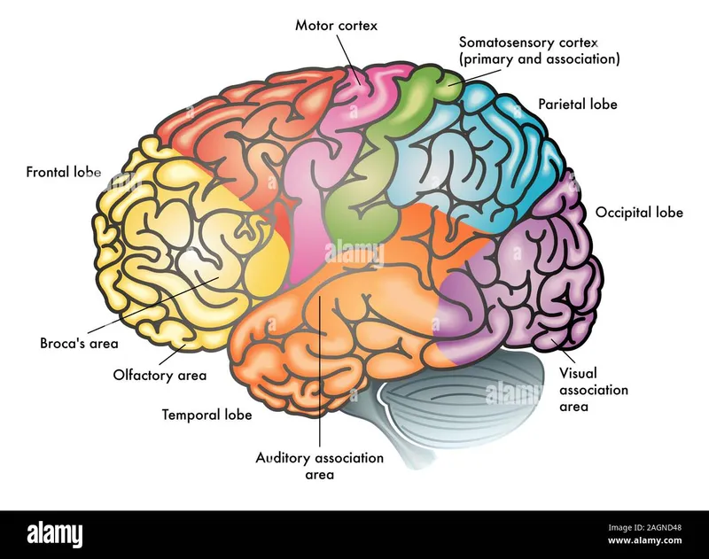 Cerebral Cortex Lobes and Key Areas