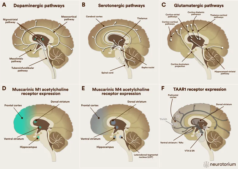 Major Neurotransmitter Pathways