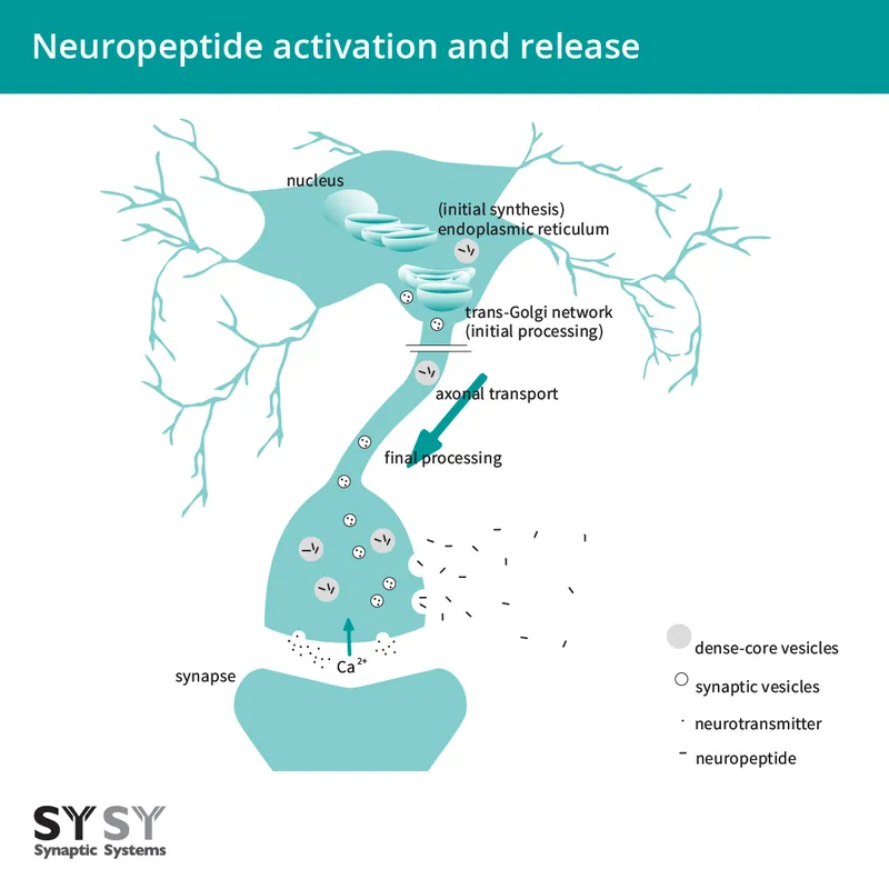 Neuropeptide activation and release at the synapse