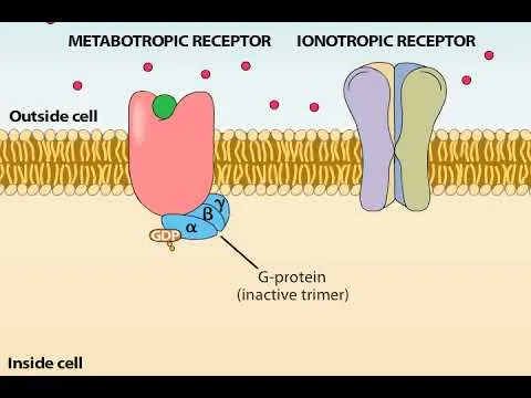 Ionotropic vs. Metabotropic Receptors