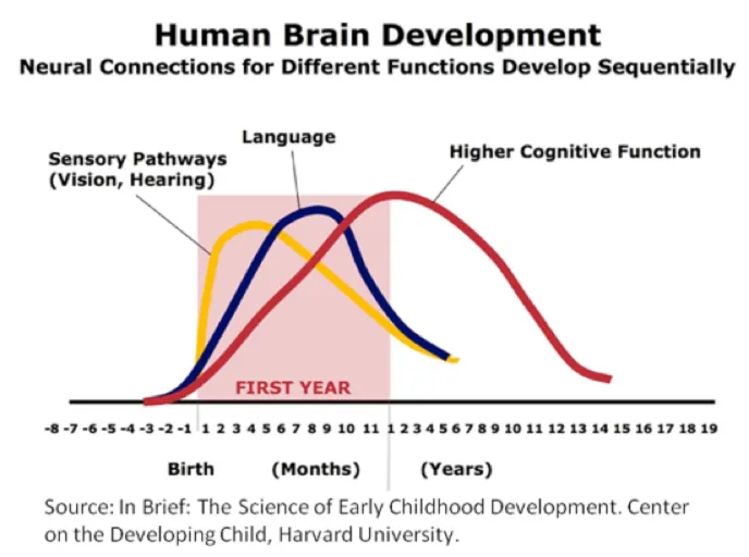 Human Brain Development: Neural Connections by Function